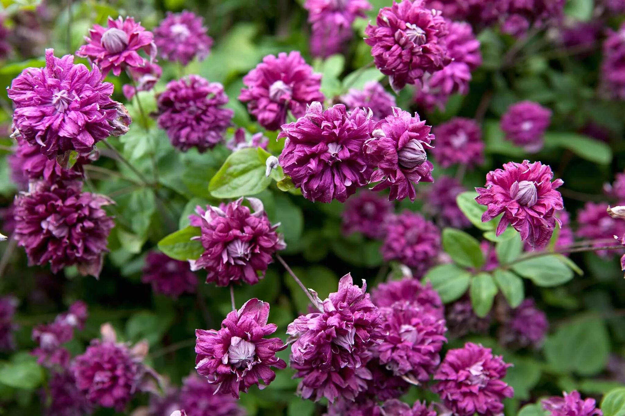 Пурпуреа плена элеганс клематис фото и описание Клематис Purpurea Plena Elegans