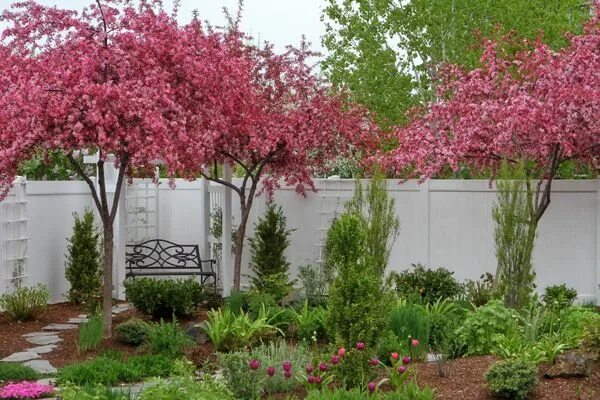 Пурпурная декоративная яблоня недзвецкого фото VW Garden Crabapple tree, Outdoor gardens design, Backyard plants