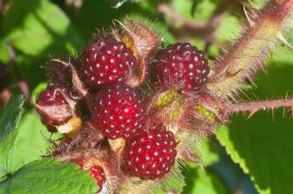 Пурпурная малина фото Japanese Wineberries: Exotic Fruit with Glossy Appearance