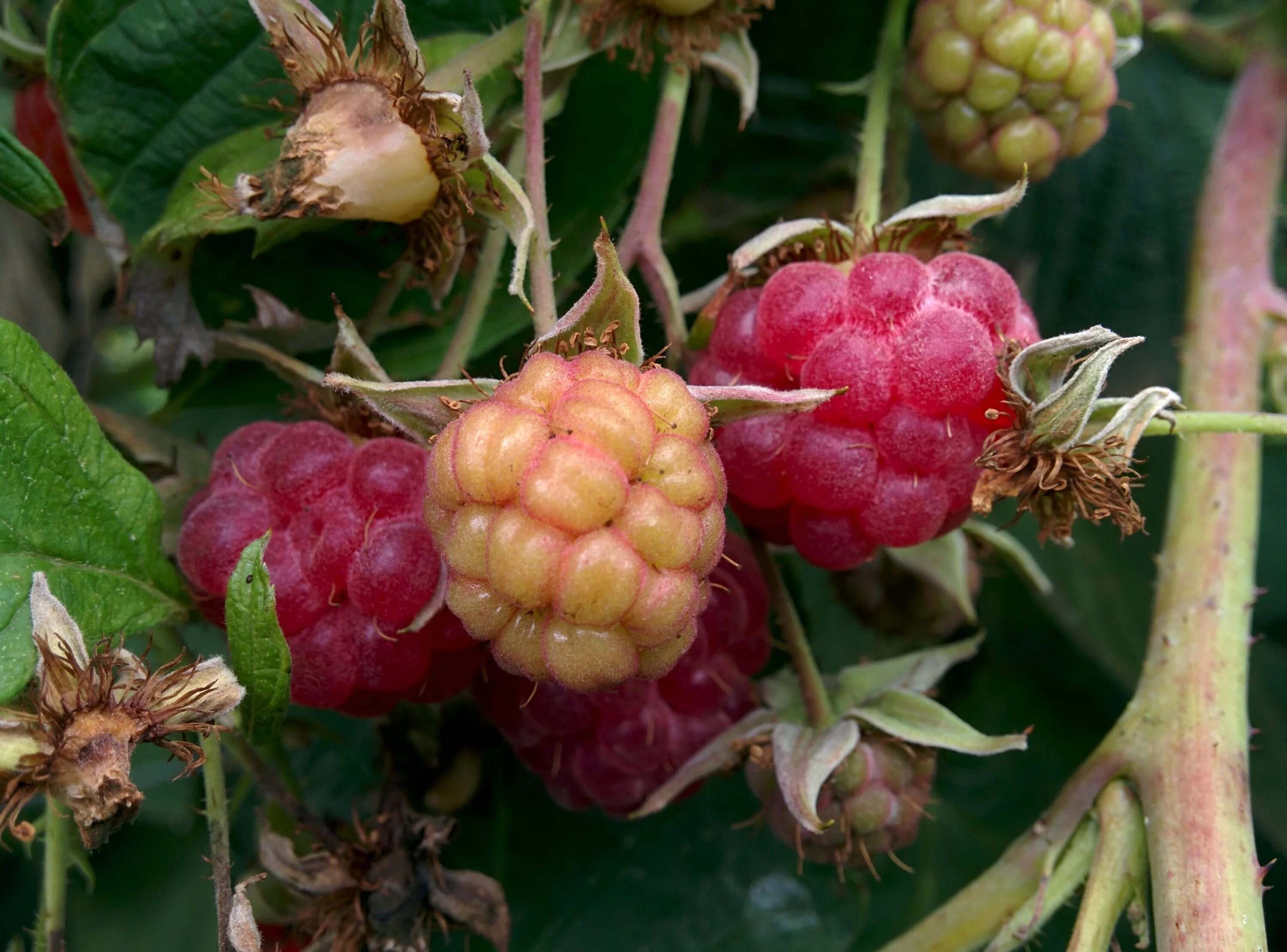 Пурпурная малина фото Free Images : fruit, berry, flower, food, produce, evergreen, garden, closeup, s