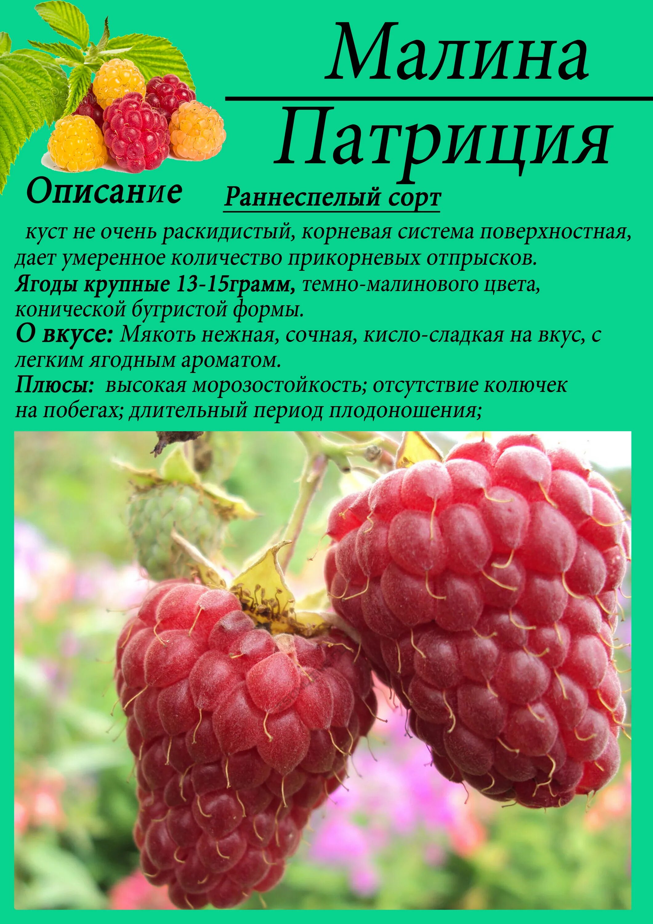 Пурпурная малина описание сорта фото отзывы Малина описание сорта отзывы: найдено 90 изображений