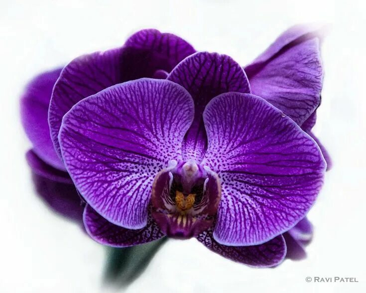 Пурпурная орхидея фото Pin by Asia Sammons on Tattoos Orchids, Purple orchids, Orchid photo