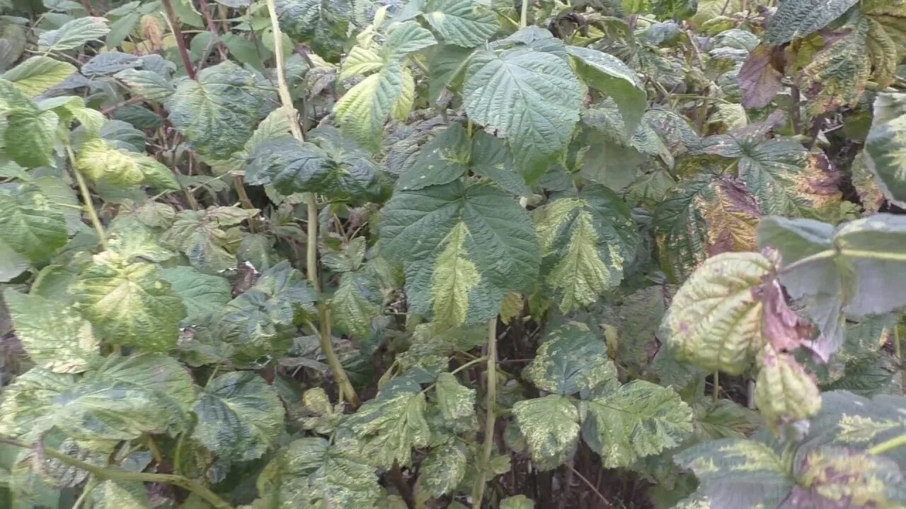 Fruit: Raspberry IPM - Spur Blight Center for Agriculture, Food, and the Environ