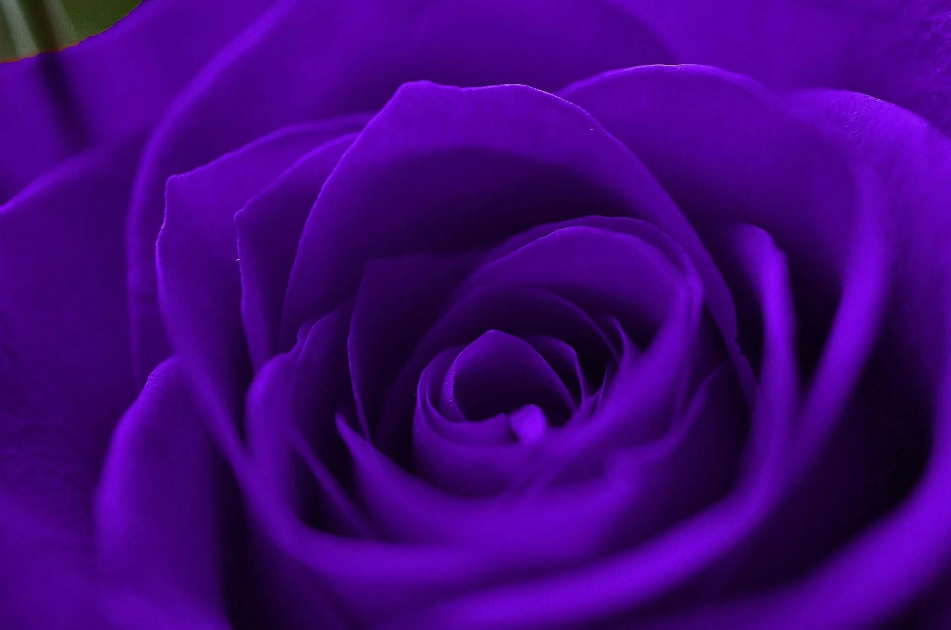 Пурпурно розовый фото Download Purple Rose In Bloom Macro Shot Wallpaper Wallpapers.com