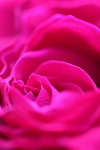 Пурпурно розовый фото 10 Perfect Pictures For Valentine’s Day Tickled pink, Pink color, Everything pin