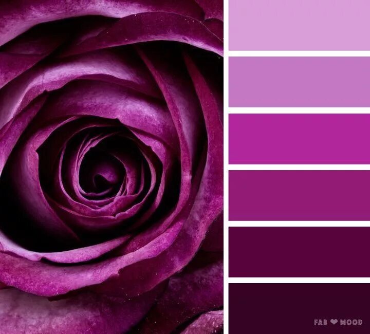 Пурпурно розовый цвет фото Purple rose color scheme Purple color palettes, Purple color schemes, Color sche