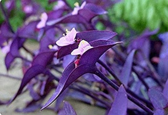 Пурпурное сердце цветок фото Tradescantia pallida 'Purple Heart' Смелый и Etsy