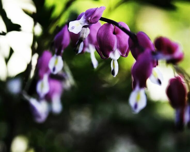 Пурпурное сердце цветок фото Dicentra Spectabilis Seeds - PURPLE AURORA - Rare Shade Perennial - 10 Seeds eBa