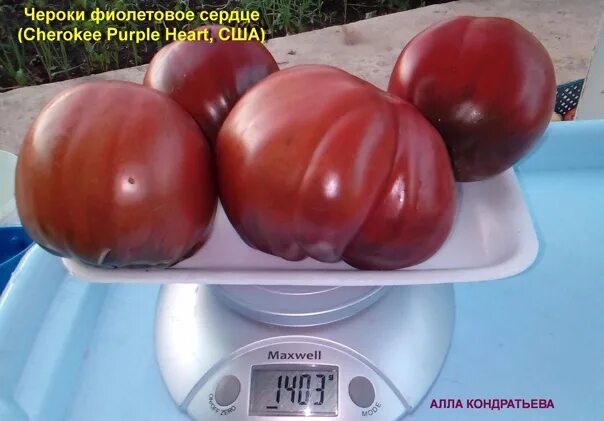 Томат Пурпурное Сердце (Dwarf Purple Heart) (сорт из проекта Гном томатный) США,