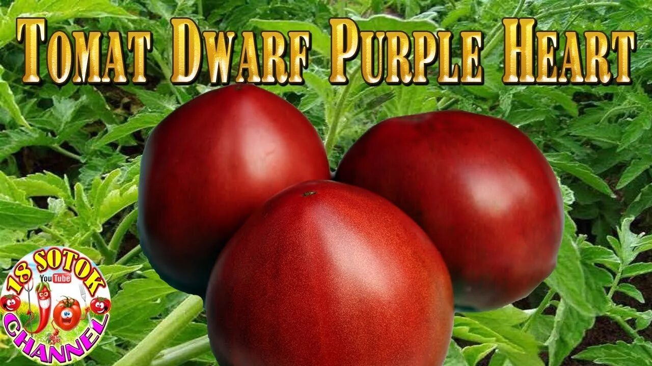 Пурпурное сердце томат описание сорта характеристика фото Томат - Dwarf Purple Heart (Гном фиолетовое сердце) - YouTube