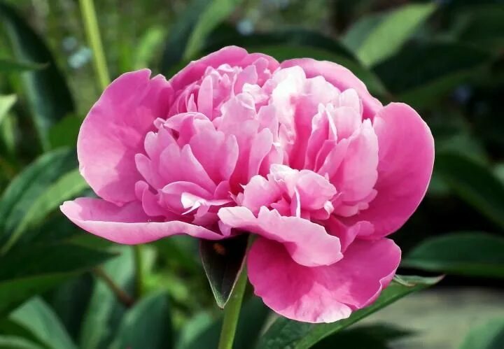 Пурпурные пионы фото Peonies Planting peonies, Growing peonies, Peonies