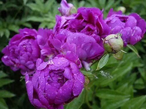 Пурпурные пионы фото 1 Purple Peony Root Perennial Fragrant Garden Flower Gorgeous Peony Flower Bonsa