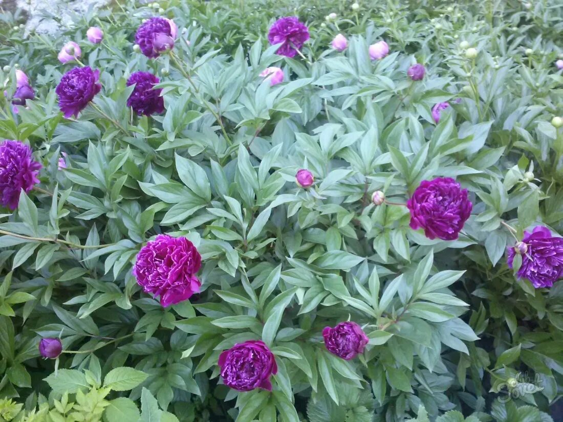 Bounced Light Dark purple flowers, Purple plants, Fragrant flowers