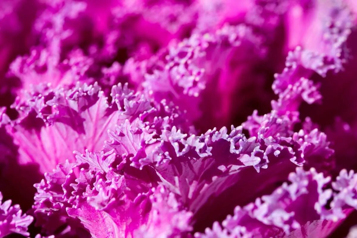 Пурпурный цвет фото цветов Ornamental cabbage - Growing and Care