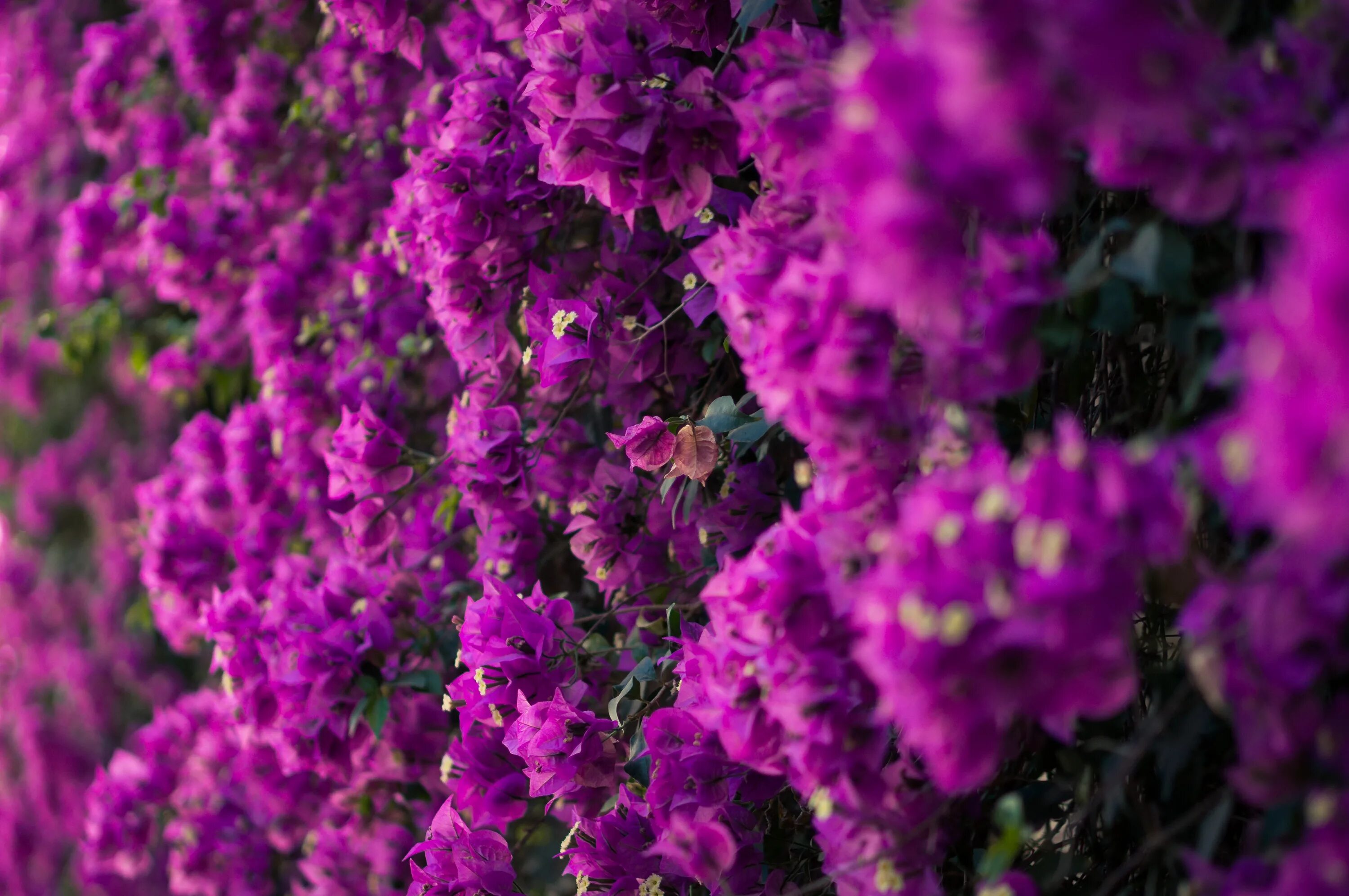 Пурпурный цвет фото цветов Free Images : blossom, flower, purple, flora, shrub, macro photography, flowerin