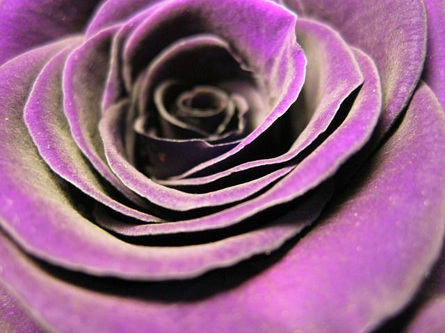 Пурпурный цвет фото цветов Rose Blossom Violet - Free photo on Pixabay Violet flower, Purple roses, Bloomin