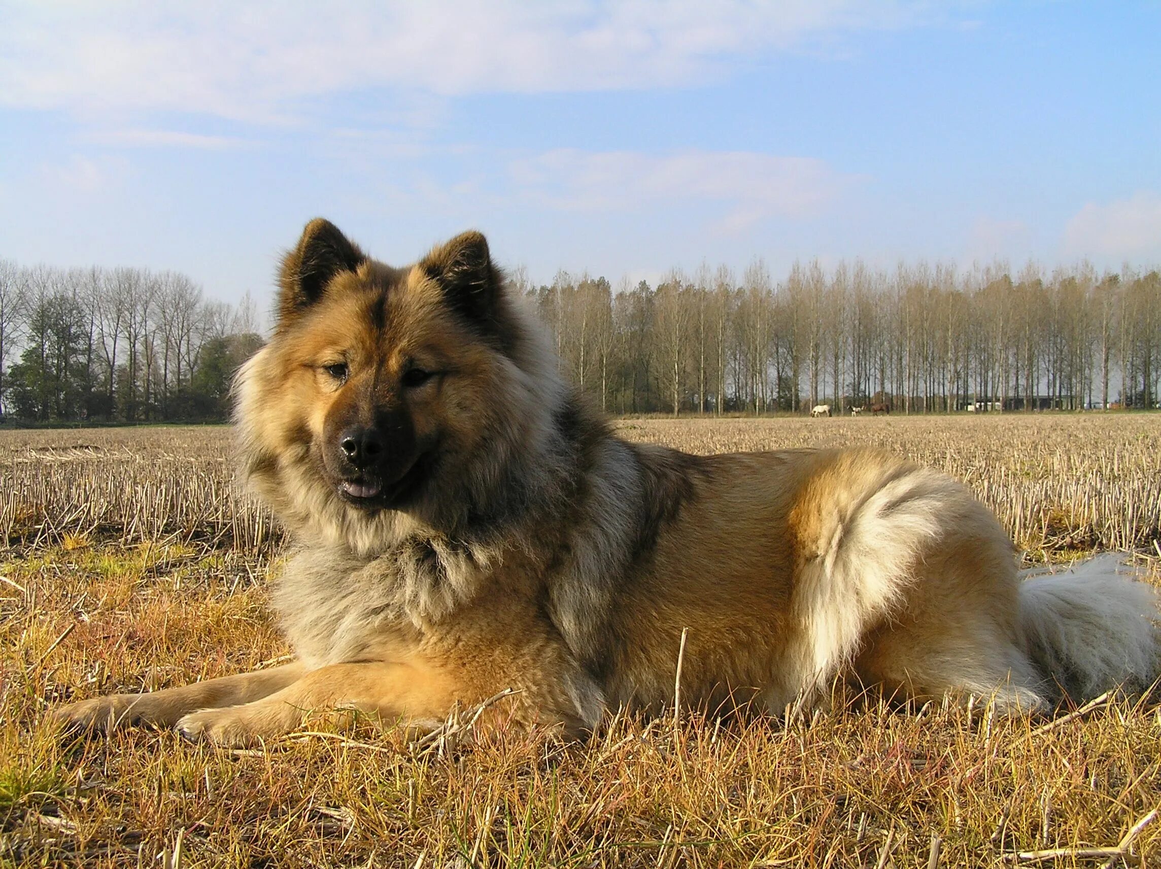 Пушистая овчарка фото Eurasier Unique dog breeds, Dog breeds, Dogs