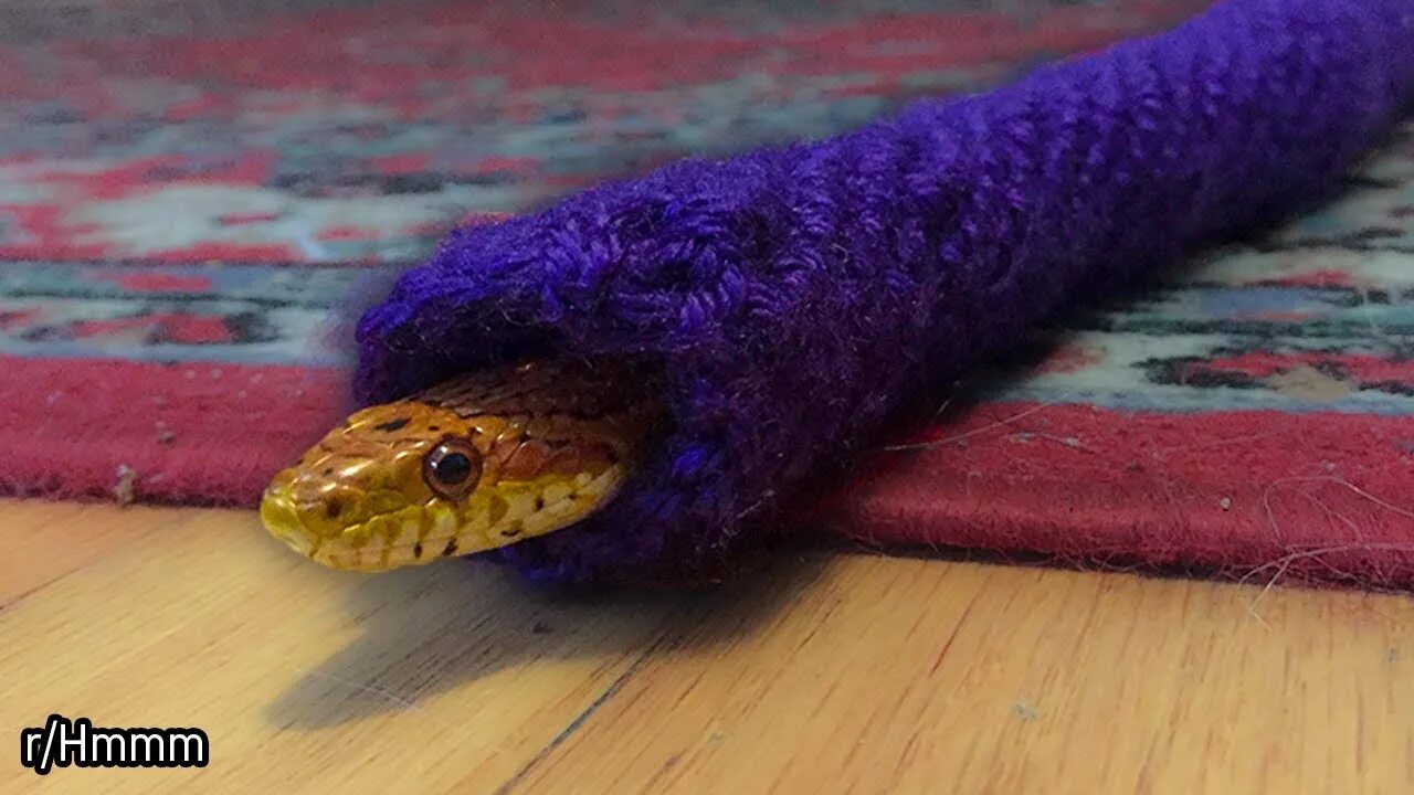 Пушистая змея фото Cozy Snek r/Hmmm - YouTube