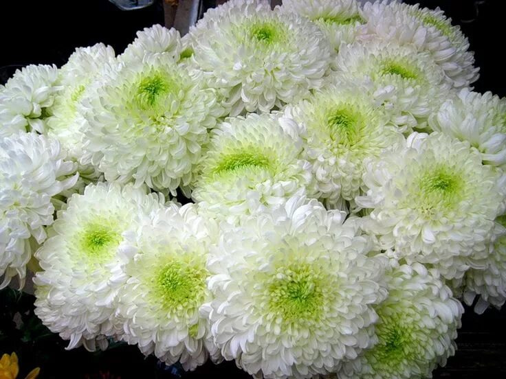 Пушистые хризантемы фото Pin by Ica Barbu on Crizanteme şi dalii Chrysanthemum flower, Plants, Chrysanthe