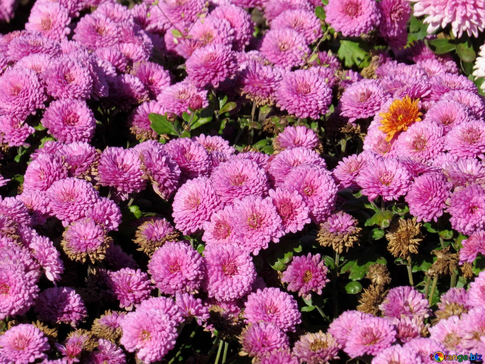 Пушистые хризантемы фото Chrysanthemum free image - № 36911