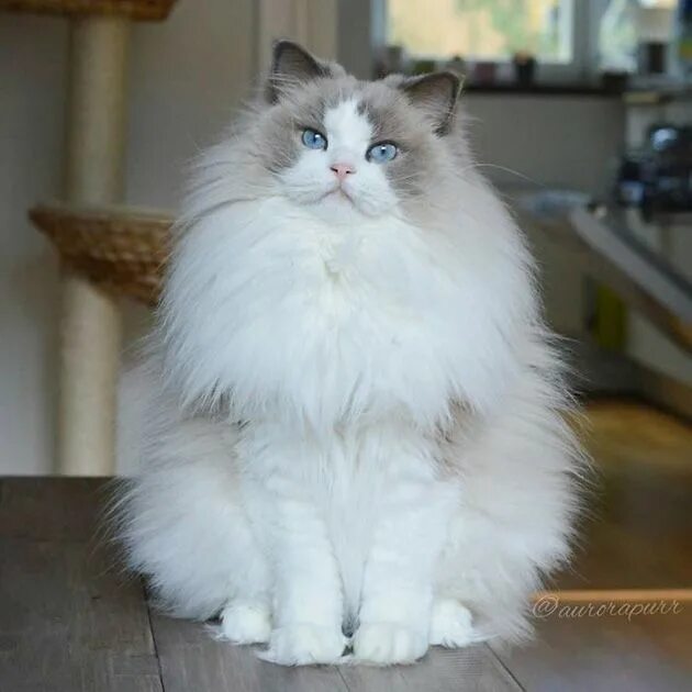 Пушистые кошки фото и названия Meet Aurora, The Fluffy Cat Princess