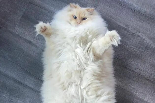 Пушистые кошки фото и названия This Fluffy Ragdoll Cat is As Real As it Gets Cats, Kittens, Animals