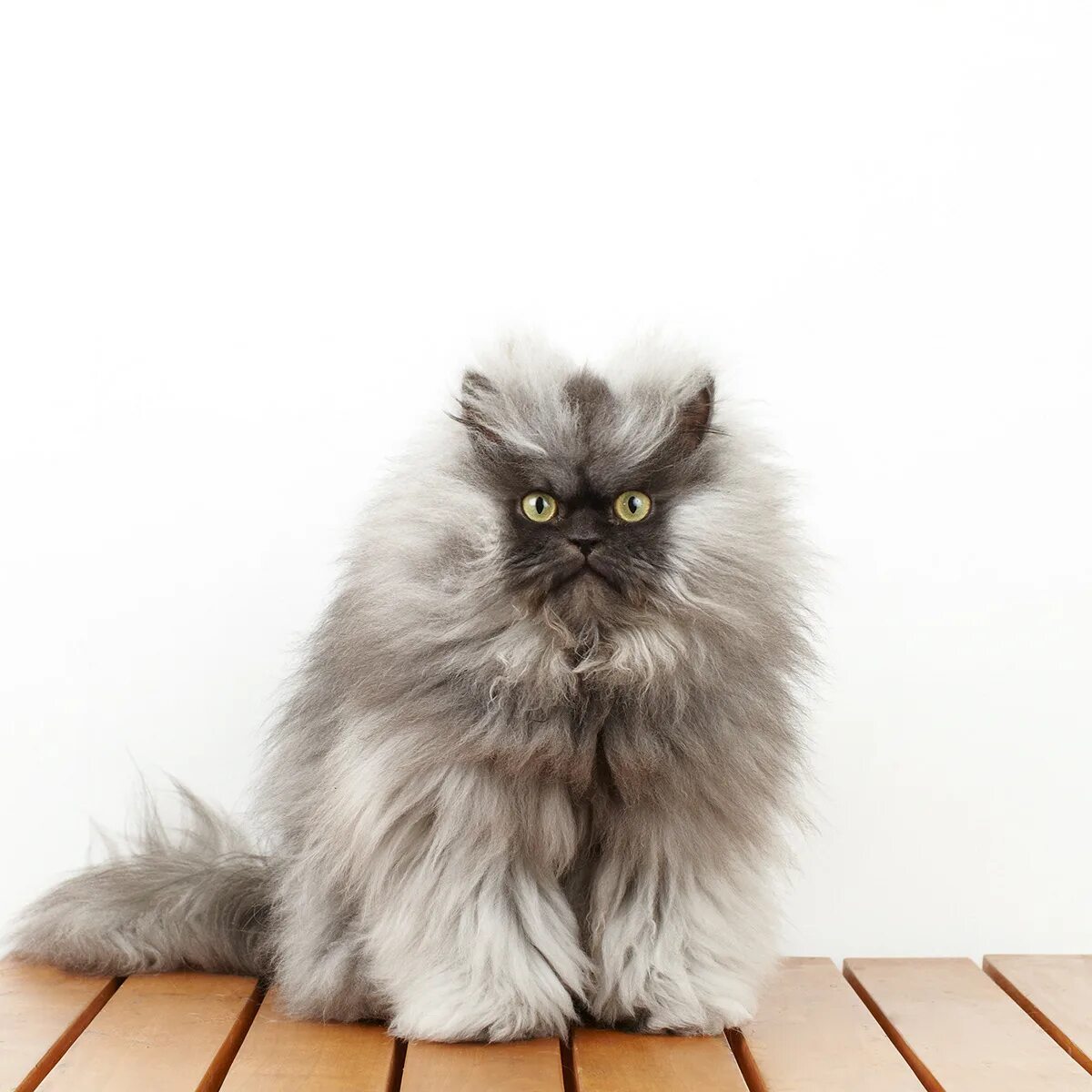 Пушистые кошки фото и названия Colonel Meow - Longest Fur on a Cat - West Hollywood, California (15) Images :: 