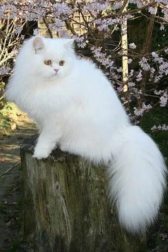 Пушистые кошки фото и названия White Persian Angora cats, Beautiful cats, Cute cats