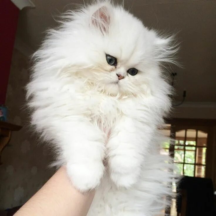 Пушистые котики фото 23 Pictures Of Kittens That Are Almost Too Cute To Exist Persian kittens, Fluffy