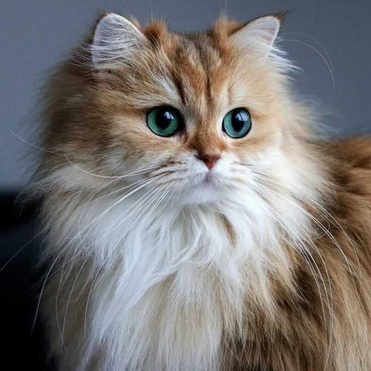 Пушистые котики фото "Smoothie," a British Longhair = cross between Persian and British Shorthair. Cu