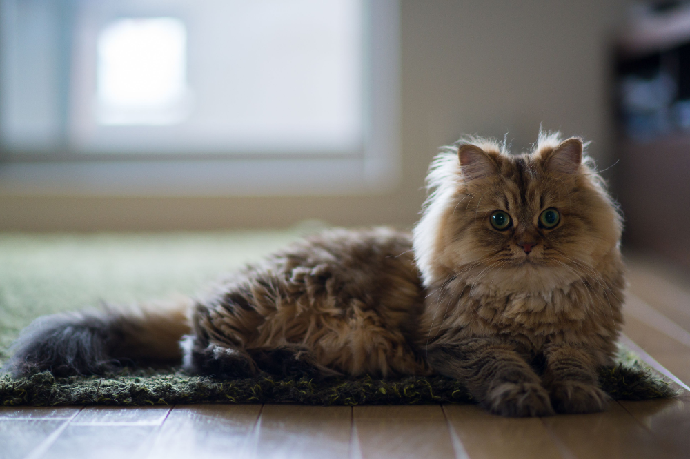 Пушистые котики фото Persian cats are known for their flat faces and silky coats, but there's more to