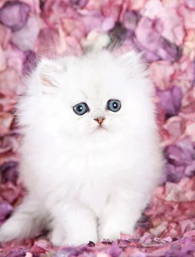 Пушистые котики фото милые Grumpy Cat Breed For Sale - Captions Profile