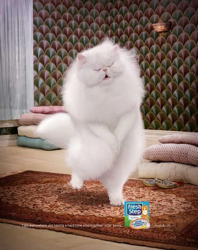 Пушистые котики фото смешные Persian Cat Halloween Costume