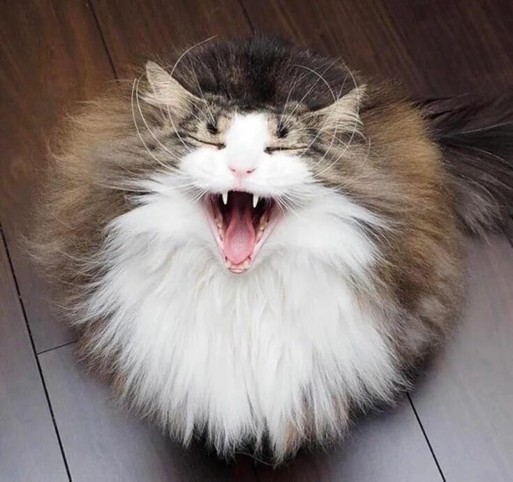 Пушистые котики фото смешные #fluff #PsBattle #yawning PsBattle: This yawning round fluff Katt, Djur