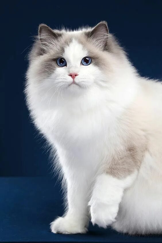 Пушистые котята породы фото и названия beautiful funny cats for 2020 in 2023 Cat breeds, Ragdoll cat, Kittens cutest