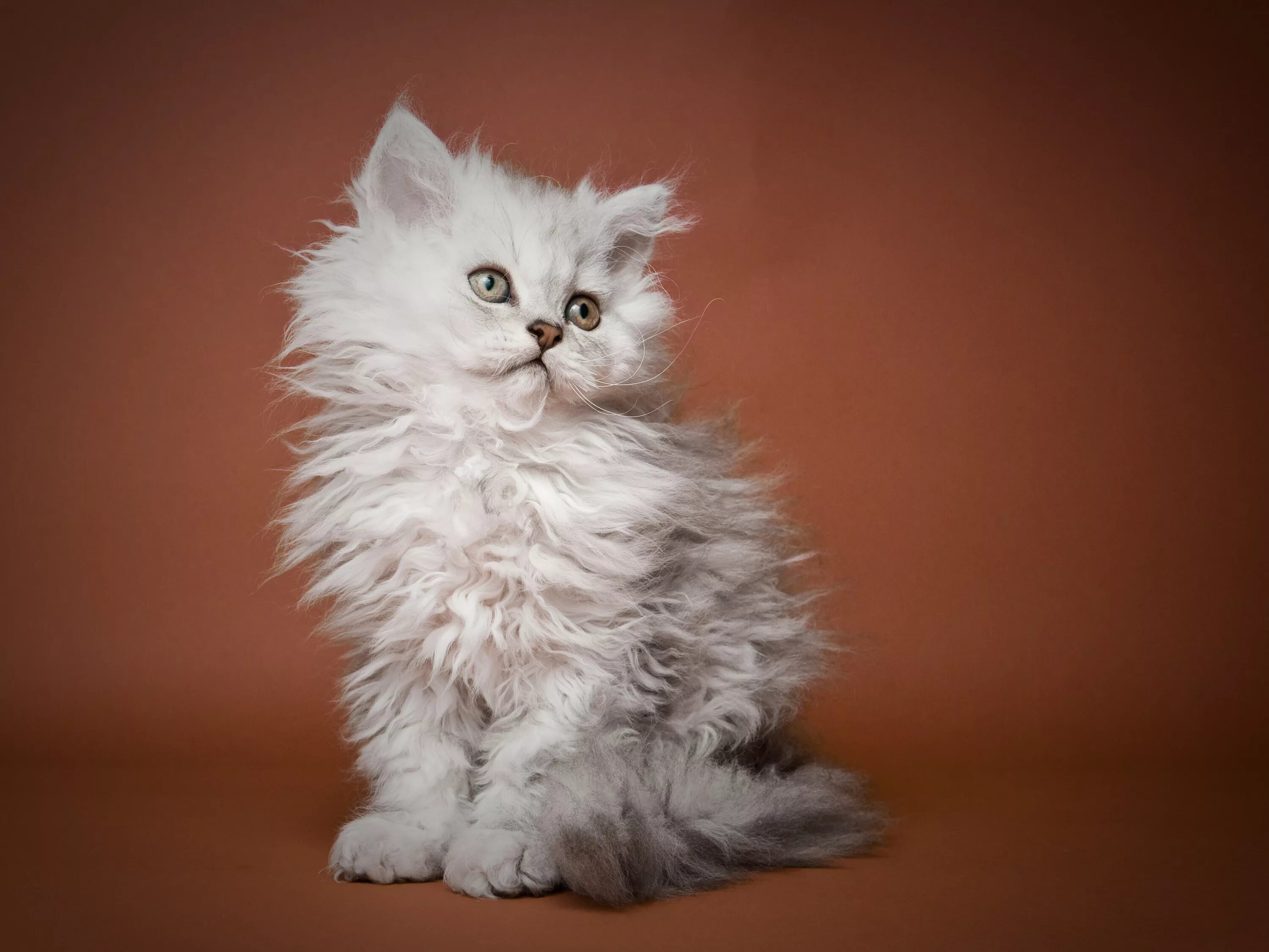 Пушистые котята породы фото и названия Fluffy kitten Selkirk Rex Desktop wallpapers 600x1024