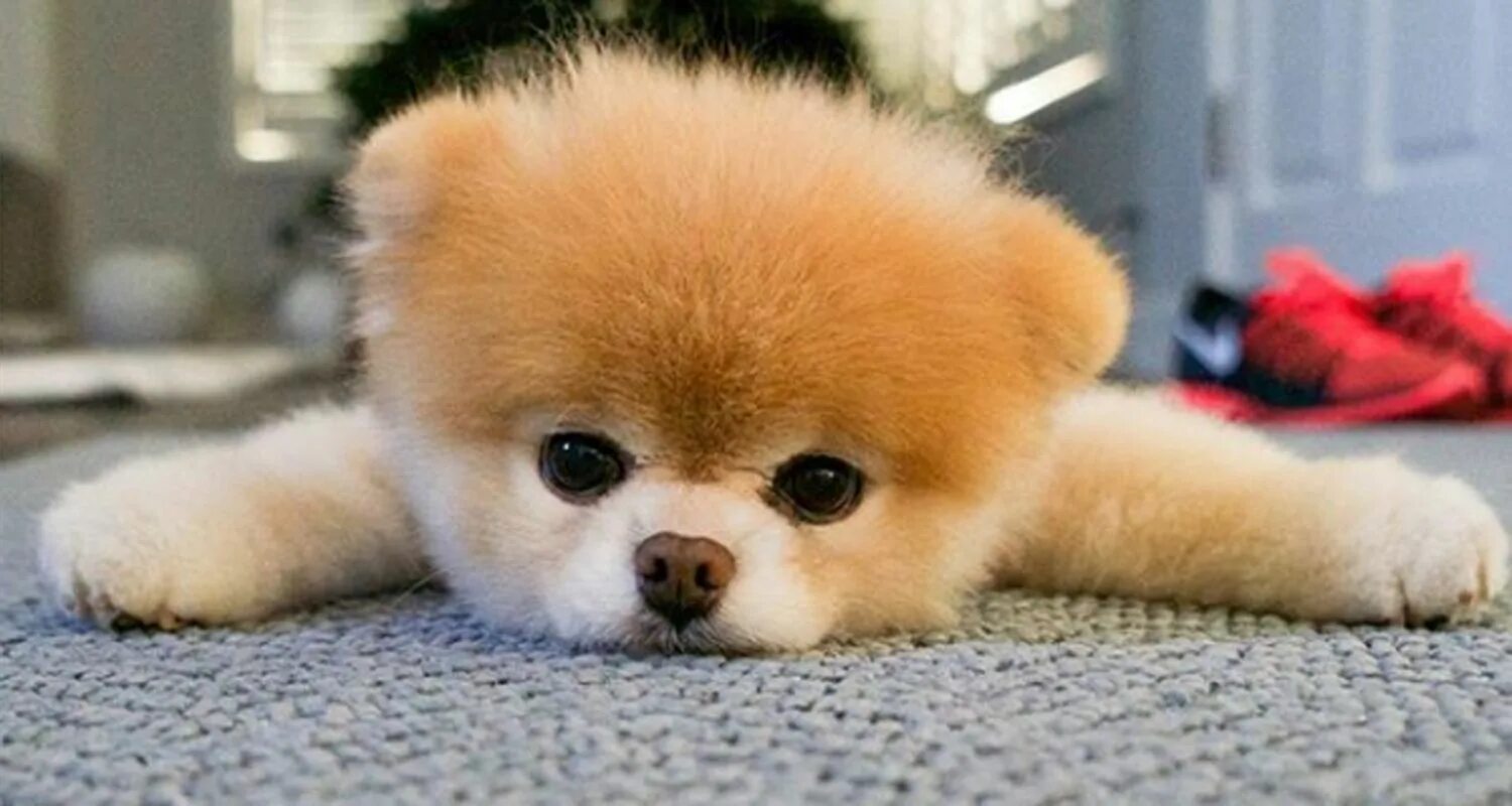 Пушистые собаки название породы фото BOO THE POMERANIAN 'WORLD'S CUTEST DOG' DIES - DAPULSE Boo the cutest dog, World