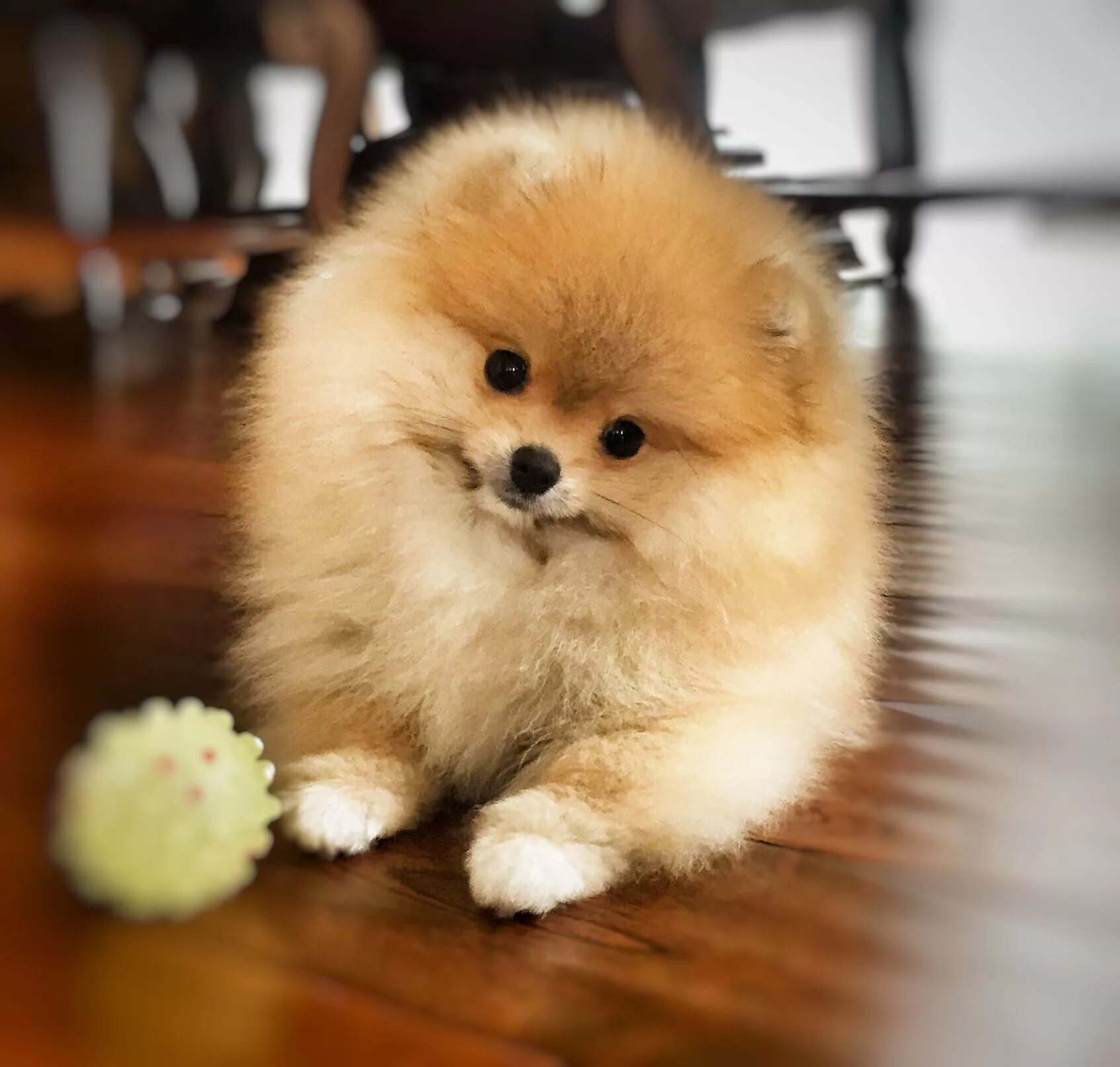 Пушистые собаки название породы фото Pomeranian, my little Dolly. Pomeranian puppy, Puppies, Fluffy animals