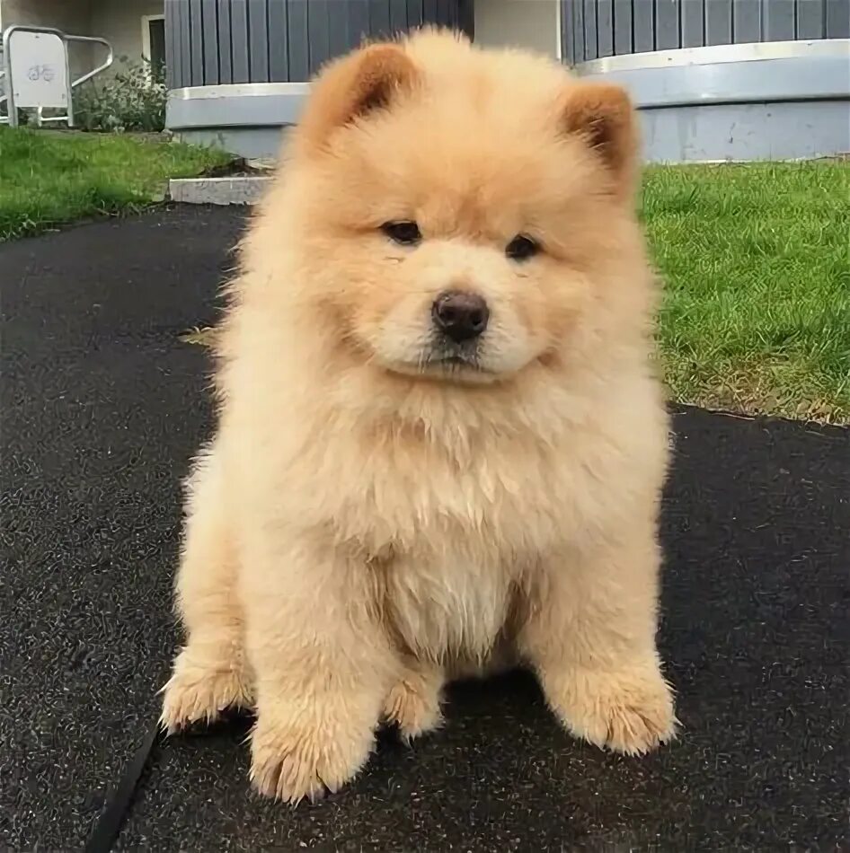 Пушистые собаки название породы фото Unique and Adorable Dog Chow Chow Breeds