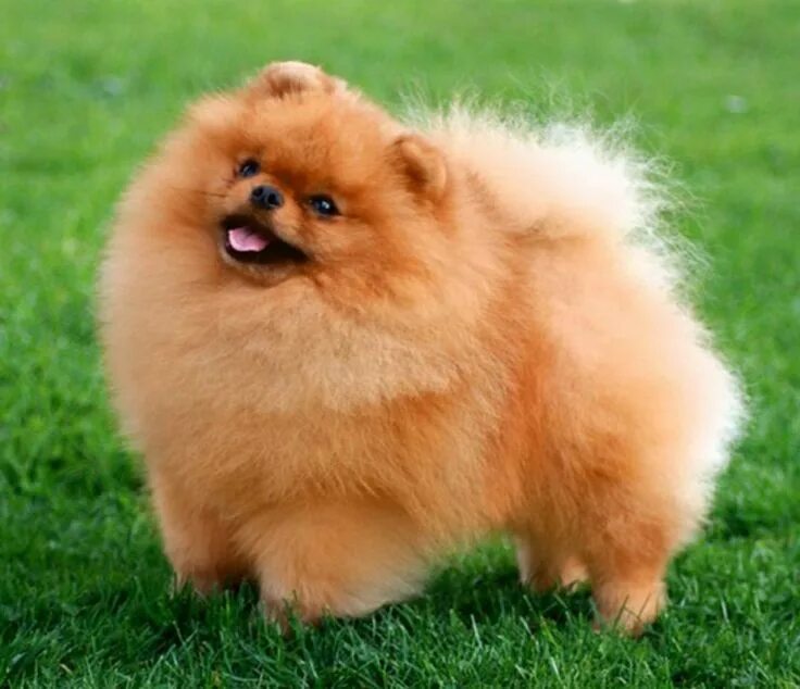 Пушистые собаки название породы фото 14 Fun Facts About Pomeranians Cute dogs, Dog breeds, Small dog breeds