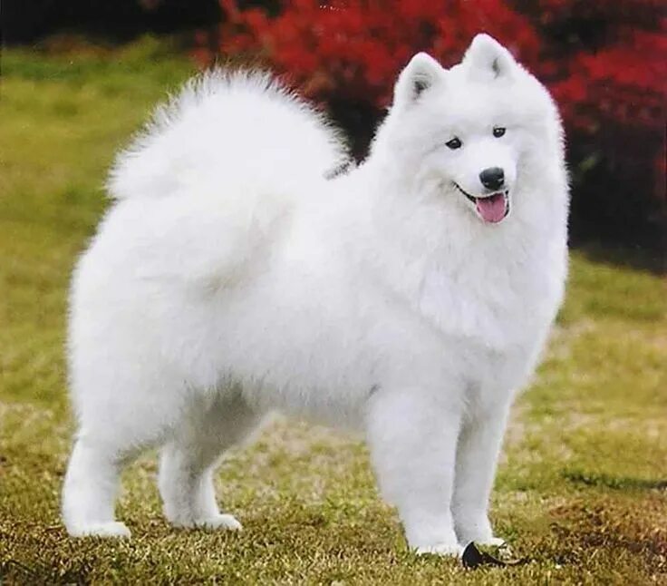 Пушистые собаки название породы фото Samoyed Information & Dog Breed Facts Samoyed dogs, Samoyed, Dog list