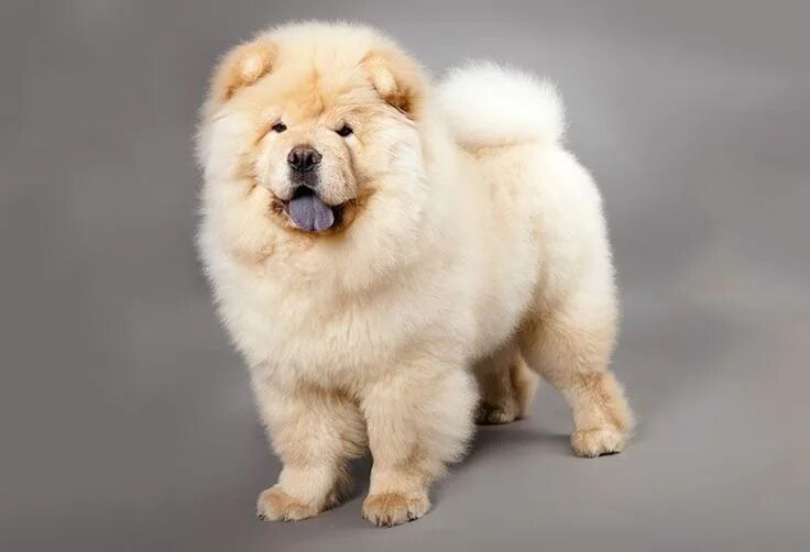 Пушистые собаки название породы фото 29 Fluffy Dog Breeds (Big and Small Breeds) - PlayBarkRun Dog breeds medium, Flu