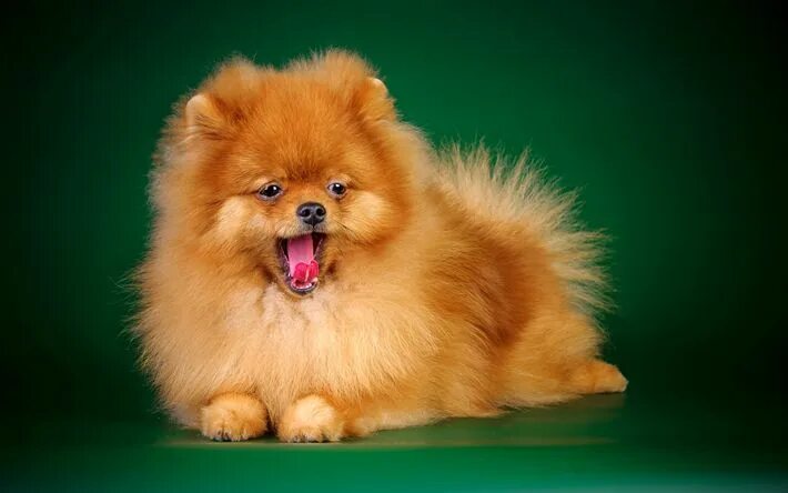 Пушистые собаки название породы фото Download wallpapers spitz, 4k, ginger pomeranian, puppies, dogs, pomeranian, cut