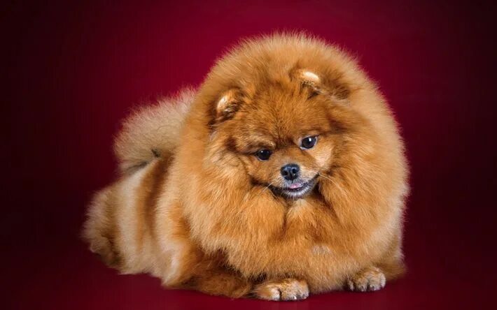 Пушистые собаки название породы фото Download wallpapers Pomeranian, puppy, little cute dog, fluffy dog, cute animals