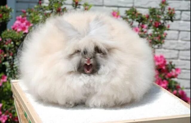 Пушистые животные фото A screaming angora bunny Rabbit breeds, Fluffy rabbit, Angora bunny