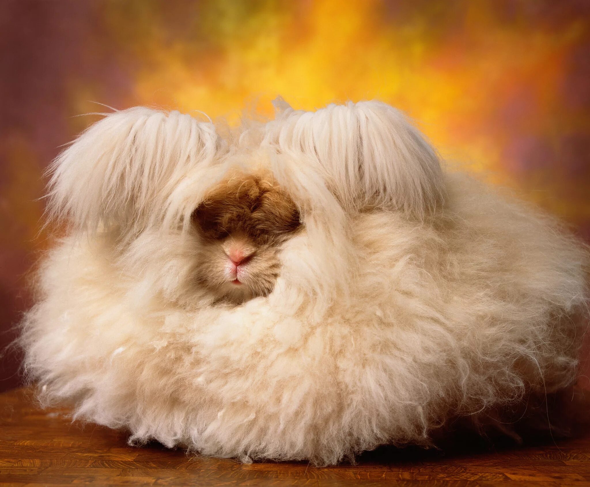 Пушистые животные фото The Cuddly, Fluffy, Surreal World of Angora Show Bunnies - The New York Times