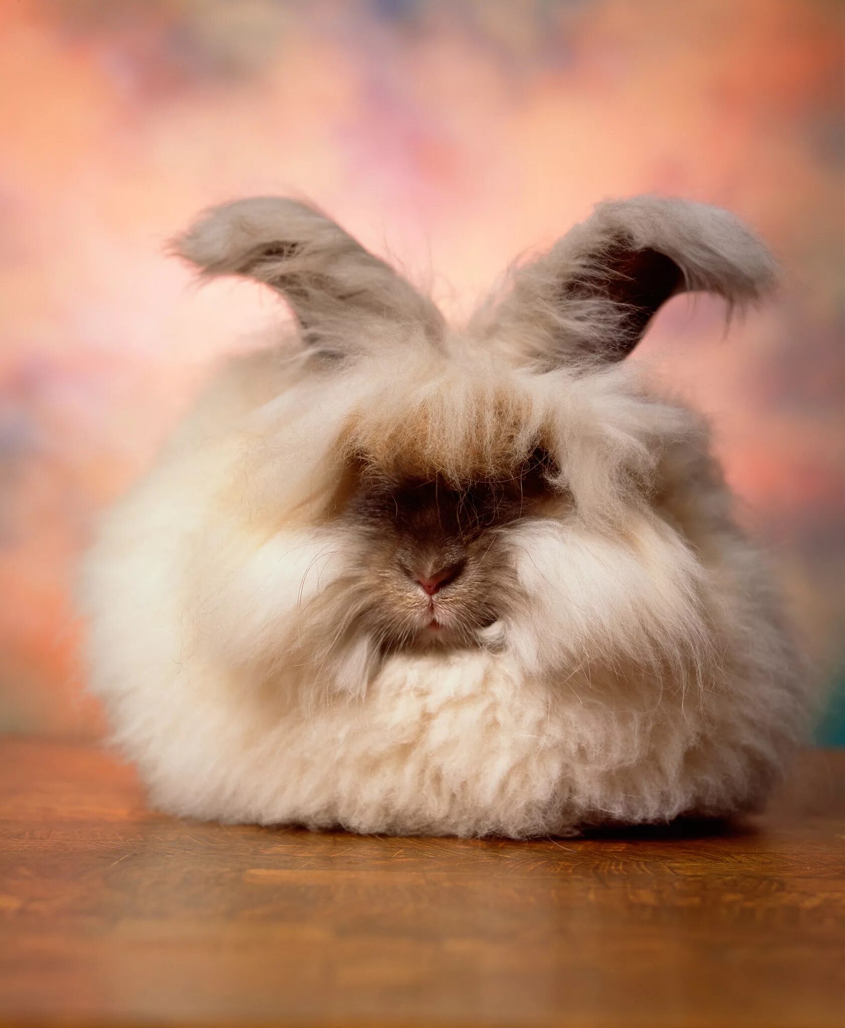 Пушистые животные фото The Cuddly, Fluffy, Surreal World of Angora Show Bunnies - The New York Times