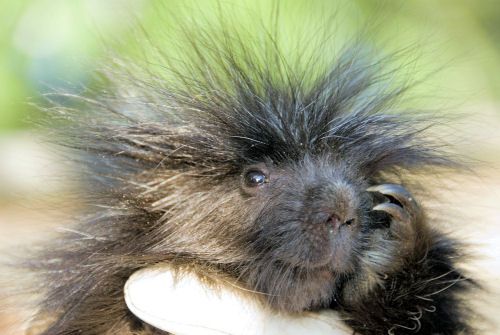 Пушистые животные фото Adorable Porcupine Eats A Banana, Philosophizes About Life Baby porcupine, Super