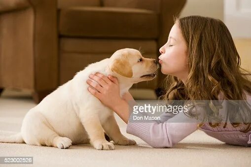 Пушистый друг центральный пер 2 фото Girl Kissing Pet Puppy High-Res Stock Photo - Getty Images