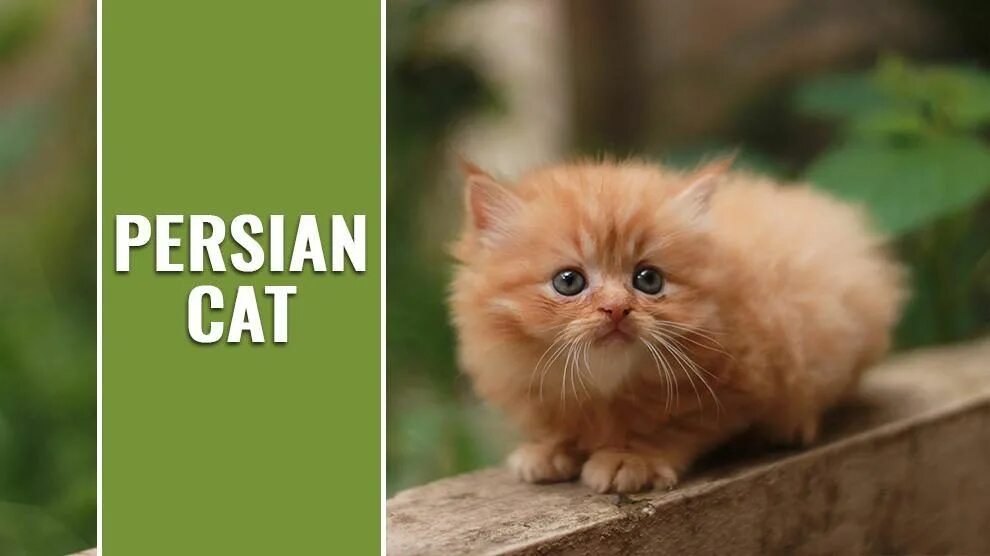 Пушистый котенок фото 5 Facts About The Persian Cat - letsaskme guest post animal sale